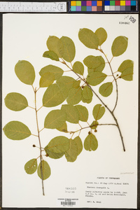 Frangula alnus image