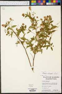 Ceanothus intermedius image