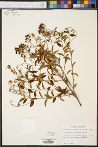 Ceanothus intermedius image