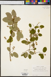 Berchemia scandens image