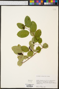 Berchemia scandens image