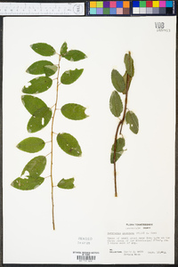 Berchemia scandens image