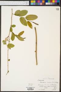 Berchemia scandens image