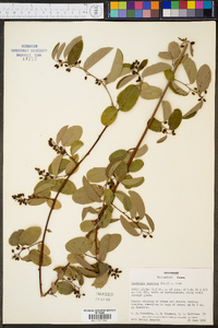 Berchemia scandens image