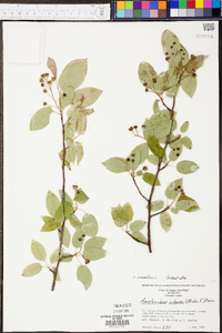 Amelanchier canadensis image