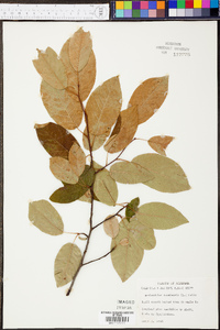 Amelanchier canadensis image