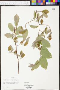 Amelanchier canadensis image