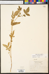 Agrimonia pubescens image