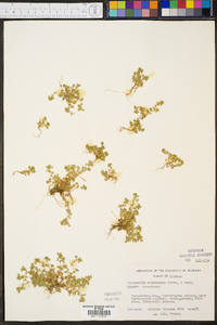 Alchemilla microcarpa image