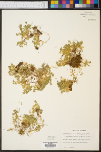 Alchemilla microcarpa image