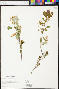 Aronia melanocarpa image