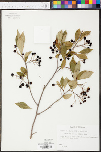 Aronia melanocarpa image