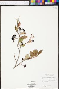 Aronia melanocarpa image