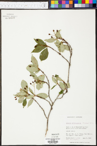 Aronia melanocarpa image