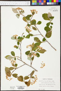 Aronia melanocarpa image