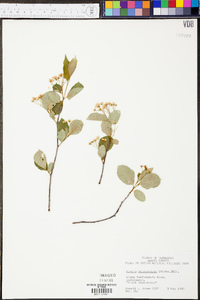 Aronia melanocarpa image