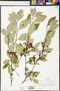 Aronia melanocarpa image