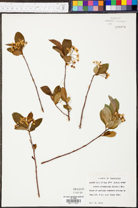 Aronia melanocarpa image