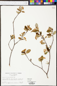 Aronia melanocarpa image