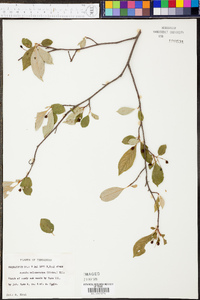 Aronia melanocarpa image