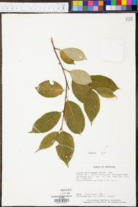 Aronia melanocarpa image