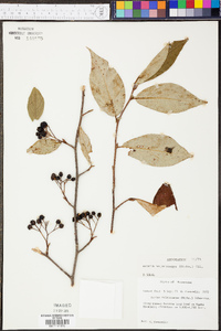 Aronia melanocarpa image