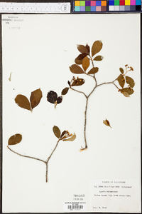 Aronia melanocarpa image