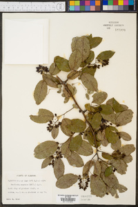 Berchemia scandens image