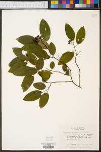 Berchemia scandens image