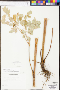 Thalictrum amphibolum image