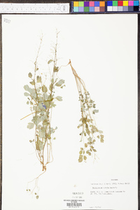 Thalictrum debile image