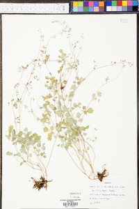 Thalictrum debile image