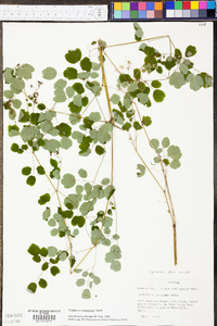 Thalictrum pubescens image