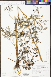 Thalictrum amphibolum image