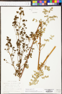 Thalictrum amphibolum image