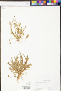 Ranunculus pusillus var. pusillus image