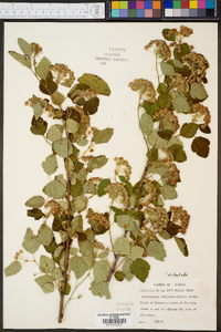 Physocarpus stellatus image