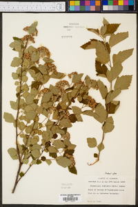 Physocarpus stellatus image