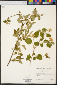 Physocarpus stellatus image