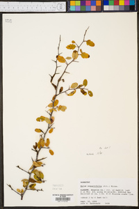 Malus angustifolia image