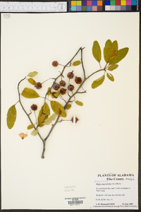 Malus angustifolia image