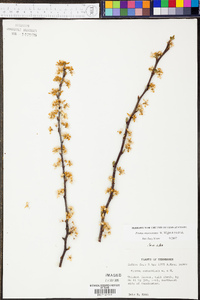 Prunus munsoniana image