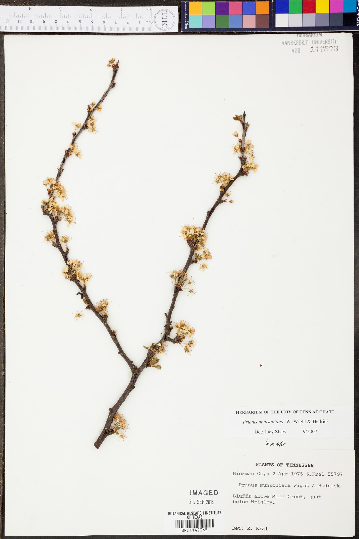 Prunus munsoniana image