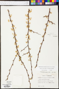 Prunus munsoniana image