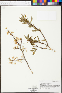 Prunus hortulana image