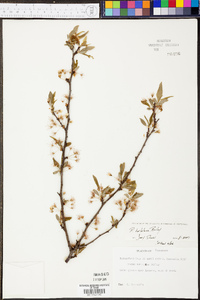 Prunus hortulana image