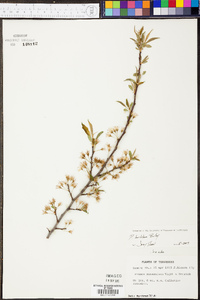 Prunus hortulana image