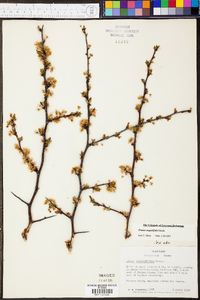 Prunus angustifolia image