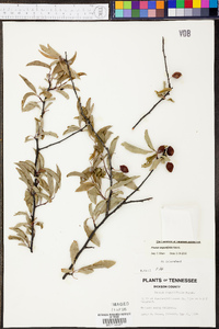 Prunus angustifolia image