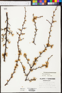 Prunus angustifolia image